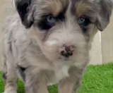 Mini Huskydoodle Puppies For Sale Seaside Pups